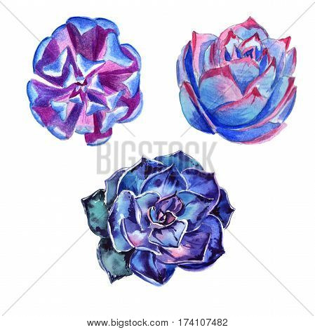 Wildflower succulentus flower in a watercolor style isolated. Full name of the plant: succulentus. Aquarelle wild flower for background, texture, wrapper pattern, frame or border.