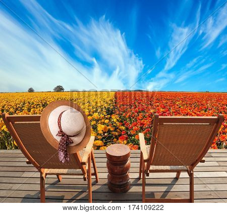 Pair of wooden comfortable sun loungers next to fields of garden buttercups. Concept of rural tourism and agrotourism