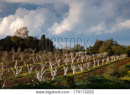 White olive trees with chemical treatment on the field in sunny day. Agriculture concept.