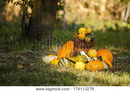 Halloween pumpkins in basket at October month
