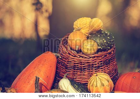 Halloween pumpkins in basket at October month