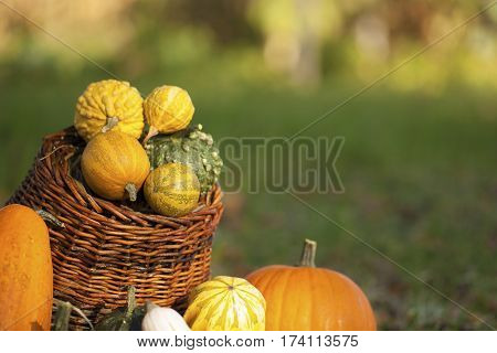 Halloween pumpkins in basket at October month