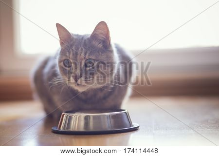 Beautiful tabby cat sitting next to a food bowl placed on the floor next to the living room window and eating. Selective focus