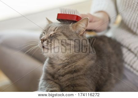 Tabby cat lying in her owner's lap and enjoying while being brushed and combed. Selective focus
