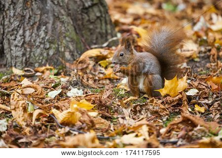 A Wild Squirel Captured In A Cold Sunny Autumn Day