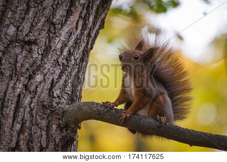 A Wild Squirel Captured In A Cold Sunny Autumn Day