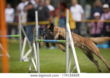 Dog trying to jump over obstacle on agility competition. He is very close to the hurdle with front legs. It is important to have the right speed and style. Dog must run as fast as he can but precise with all exercises what they get with training and drill