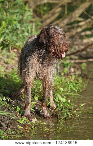 Italian Wire-haired Pointing Dog In Summer