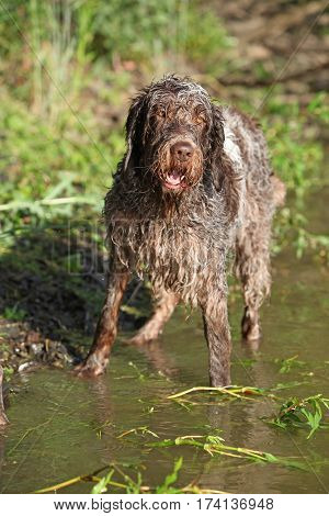 Italian Wire-haired Pointing Dog In Summer