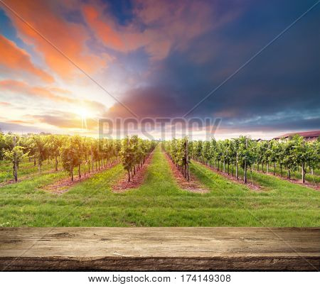 Red wine with barrel on vineyard in green Tuscany