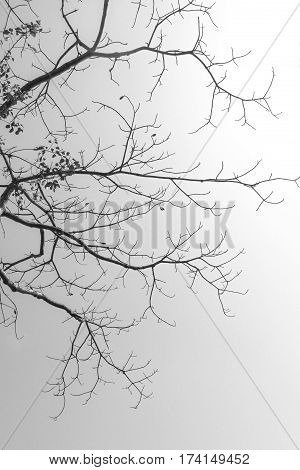 texture of old brown twig black and white version for background and pattern
