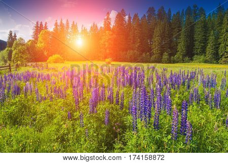 Carpathian meadow covered with beautiful blue summer flowers in a light of sunrise