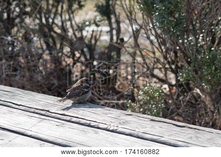 Birds in wildlife. View of beautiful bird which sits on a branch under sunlight landscape. Sunny amazing sparrow image.
