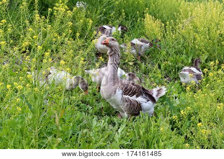 Flock of domestic geese walking on pasture in summer. Rural scene.