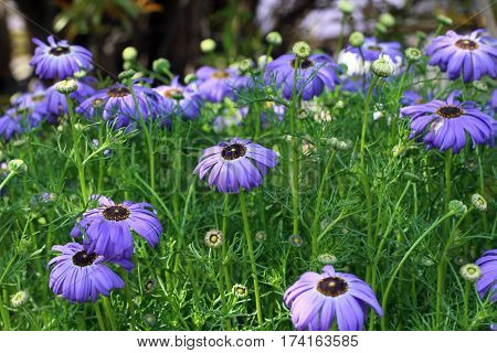 Beautiful Flower in park and garden in New Delhi, India