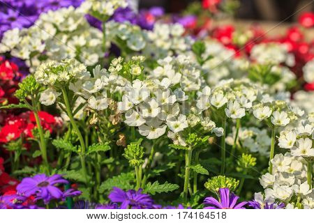 Beautiful Flower in park and garden in New Delhi, India