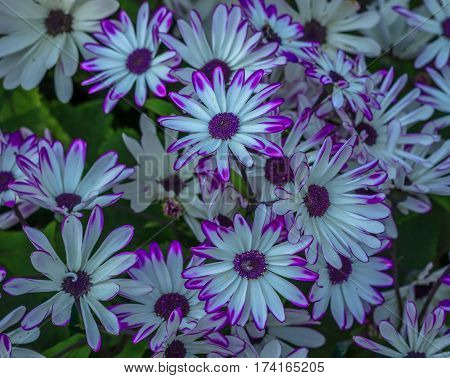 Beautiful Flower in park and garden in New Delhi, India