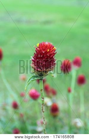 Beautiful Flower in park and garden in New Delhi, India
