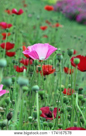 Beautiful Flower in park and garden in New Delhi, India