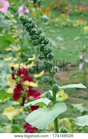 Beautiful Flower in park and garden in New Delhi, India