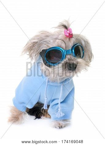 crossbred yorkshire terrier in front of white background