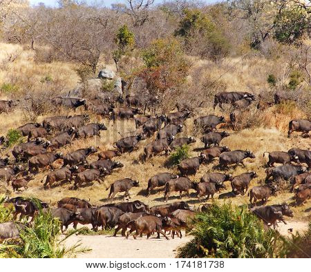 a herd of running african buffalos in a dry river bed and bush of south africa