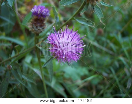 Paarse distel (cirsium Carolinianum)