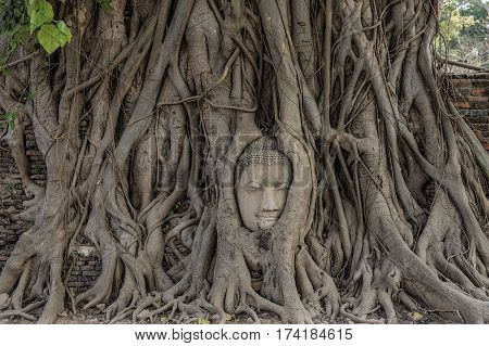 Buddha