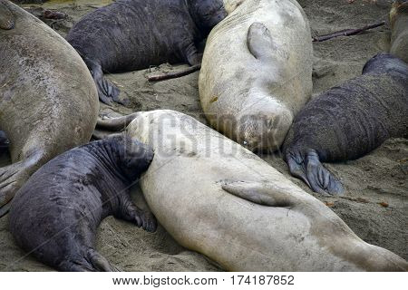 Female Elephant Seal Nursing  Baby
