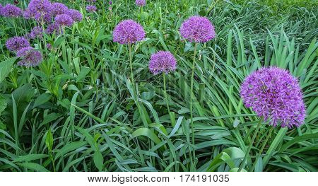 Closeup of purple glove-shaped flowers in green garden with copy space.
