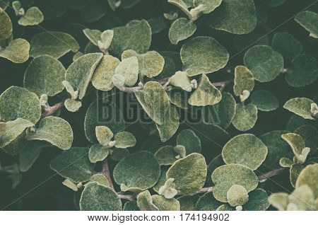 Green leaf background. Processing under the film in warm colors. Helichrysum petiolare silver-bush everlastingflower. Asteraceae family