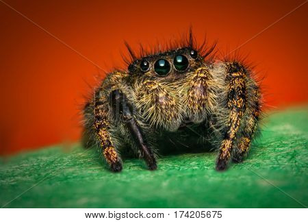 Super macro close up Phidippus regius jumping spider