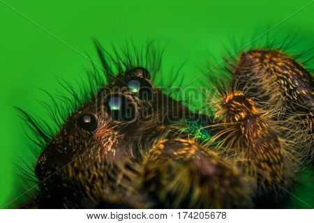 Super macro close up Phidippus regius jumping spider