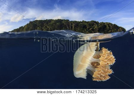 Jellyfish underwater and island. Half and half over under split image. Island, Sea and Sky
