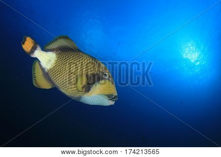 Titan Triggerfish