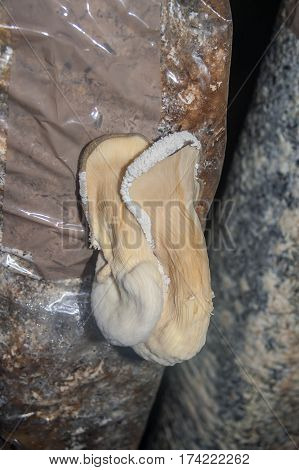 Oyster mushrooms fantastically shaped, growing from the substrate - rotten bag of sunflower seeds
