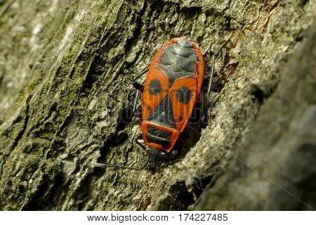 Red Begbugs On The Tree Macro Shot