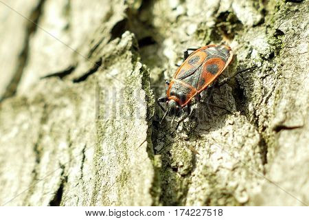 Red Begbugs On The Tree Macro Shot