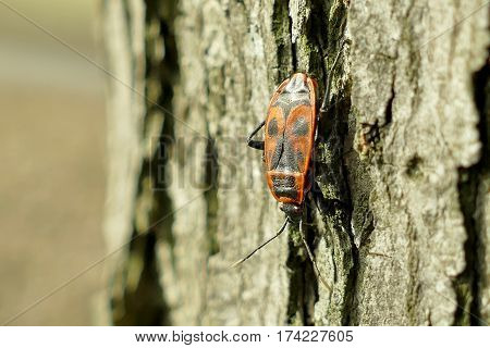 Red Begbugs On The Tree Macro Shot
