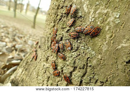 Red Begbugs On The Tree Macro Shot