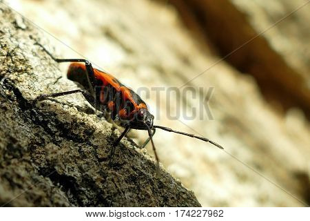 Red Begbugs On The Tree Macro Shot