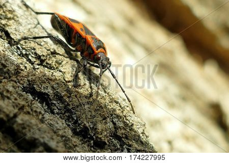 Red Begbugs On The Tree Macro Shot