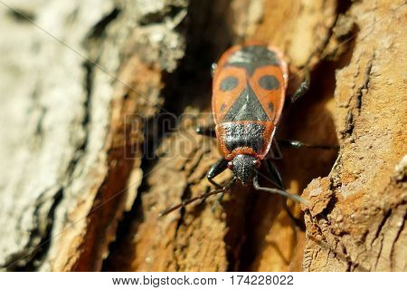 Red Begbugs On The Tree Macro Shot