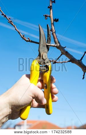 Male Hand Pruning Fruit Before Start Of Spring