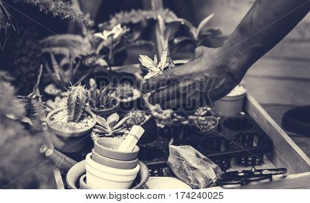 House Plant Ecology Environment Present