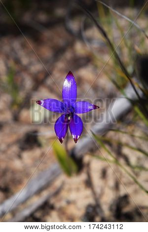 Elythranthera brunonis - purple enamel orchid in the wongan hills area
