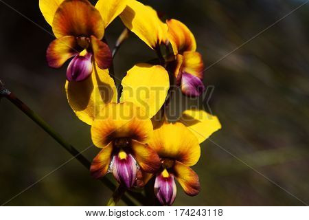 Diuris corymbosa - common donkey orchid of the Perth region