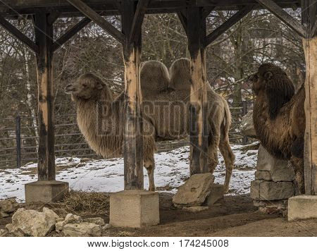 Camels In Liberec Zoo In North Bohemia In Winter Snow Time