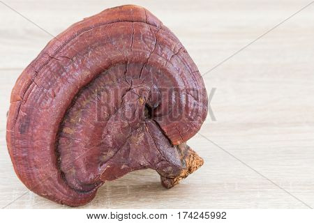 Ganoderma Lucidum Mushroom On Wood Background