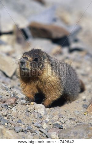 Marmota-barriga-amarela